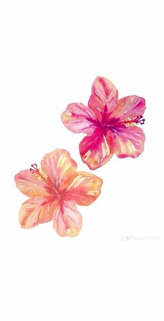 two pink flowers on a white background