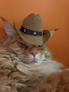 a cat with a cowboy hat on its head