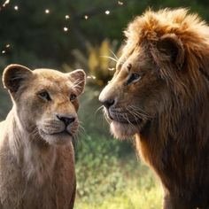 two young lions standing next to each other