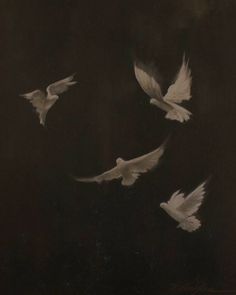 four white doves flying in the night sky