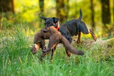 two dogs playing with each other in the grass and trees behind them, one is biting another dog's tail