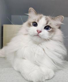 a fluffy white cat with blue eyes laying down