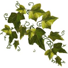 green ivy leaves with swirly vines and spirals are hanging on a white wall