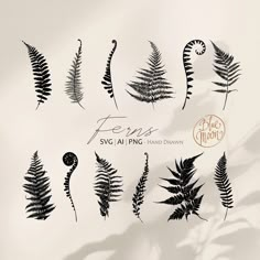 the silhouettes of fern leaves are drawn in black ink