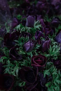 purple flowers with green leaves in the middle and dark petals around them, all on top of each other