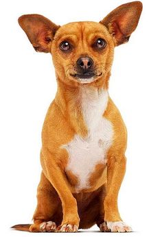 a small brown dog sitting on top of a white floor