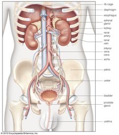 the anatomy of the human body including the stomach, thor and endocysts