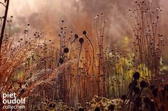 some very pretty plants in the middle of a field with water droplets on them and fog