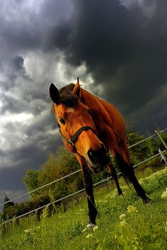 a brown horse standing on top of a lush green field next to a fence under a cloudy sky