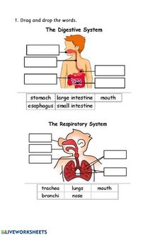 the organ system worksheet is shown in this diagram, which includes organs and their corresponding