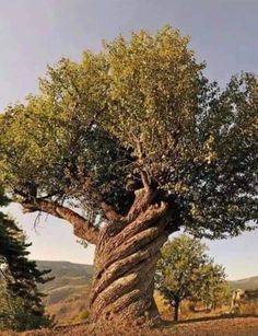 an old tree in the middle of a field