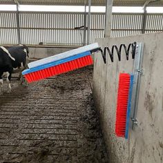 two cows are standing in an enclosure with red and blue brushes attached to the wall