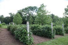 a row of bushes with trees in the background