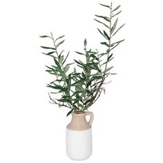 a plant in a white vase on a white background