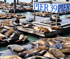 there are many sea lions that are in the water and one is laying on the dock