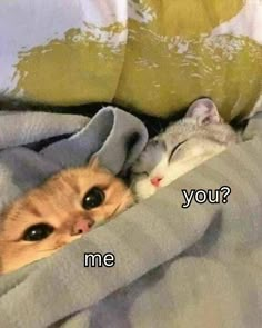 two cats laying on top of each other in bed with the caption you? me