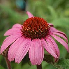 a pink flower with red center surrounded by green leaves