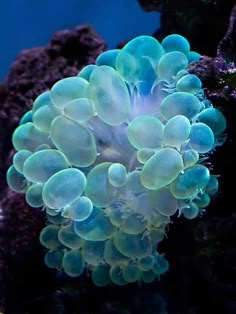 an underwater scene with blue and white corals