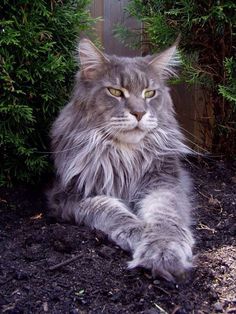 a fluffy gray cat laying on the ground in front of some bushes and trees with green eyes