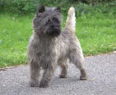 a small gray dog standing on top of a road