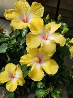 yellow flowers are blooming in a pot on the ground next to some green leaves