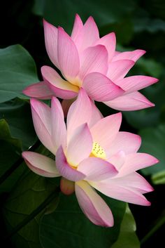 two pink flowers with green leaves in the background