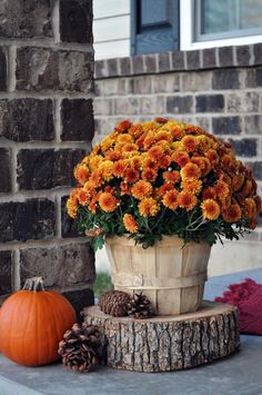 a potted plant sitting on top of a wooden stump next to pine cones and pumpkins