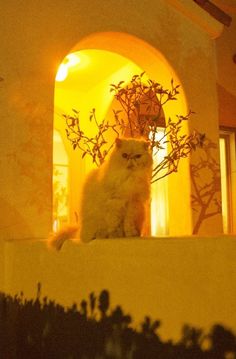 a white cat sitting on top of a window sill