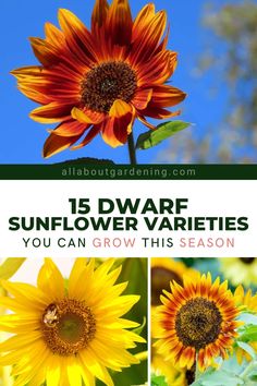 Are you thinking of adding some dwarf sunflowers to your garden this season, but aren't quite sure where to start? There are many types of smaller sunflower varieties that can brighten up just about any flower bed. In this article, we take a deeper look at our favorite dwarf sunflower varieties! Sunflower Varieties, Flower Planting Guide, Mammoth Sunflower, Plants Under Trees, Flower Planting, Sunflower Love, Mini Sunflowers