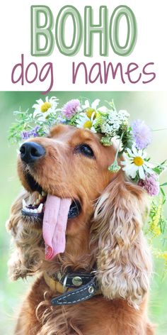 a dog with flowers on its head and the words boho dog names above it