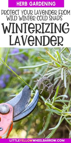 a pair of pliers with text overlay that reads protect your lavender from winter cold snaps