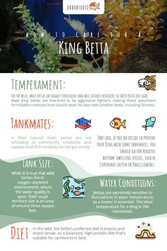 an info sheet describing the different types of fish