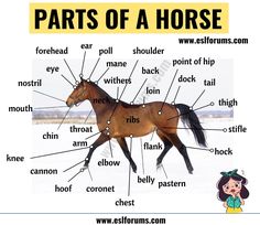 the parts of a horse in english