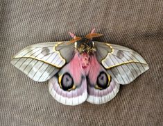 a pink and white moth sitting on top of a brown cloth