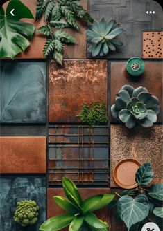 an assortment of plants and succulents are arranged in a grided pattern