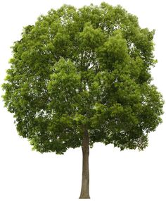 a large tree with green leaves on the top and bottom branches, in front of a white background