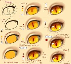 an image of the different types of eyes