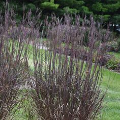 some very pretty purple plants in the grass