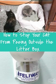 two cats sitting on top of a litter box with the caption how to stop your cat from peeing outside the litter box