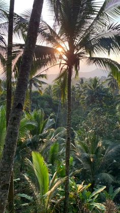 the sun shines through palm trees in an area with many green plants and trees