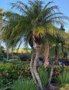 a palm tree in the middle of some flowers