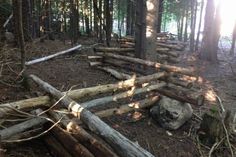 a pile of logs sitting in the middle of a forest