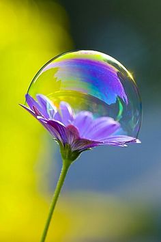 a close up of a water drop on a flower with the words good morning in it