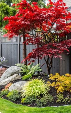 a red tree in the middle of a garden