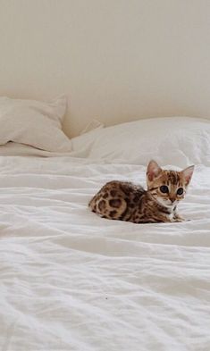 a small cat laying on top of a white bed