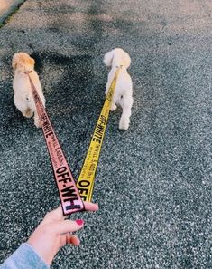 a person holding a dog leash in front of a small white dog on the street