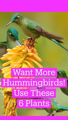 three hummingbirds feeding from a yellow flower