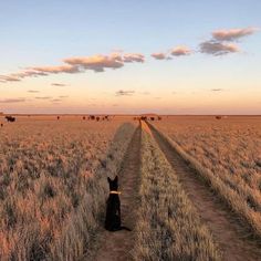 a dog sitting in the middle of a dirt road with cows grazing in the distance