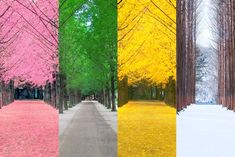 four different colored trees with snow on the ground and one tree lined path between them