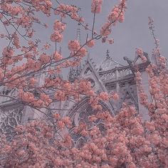 pink flowers are blooming on the branches of trees